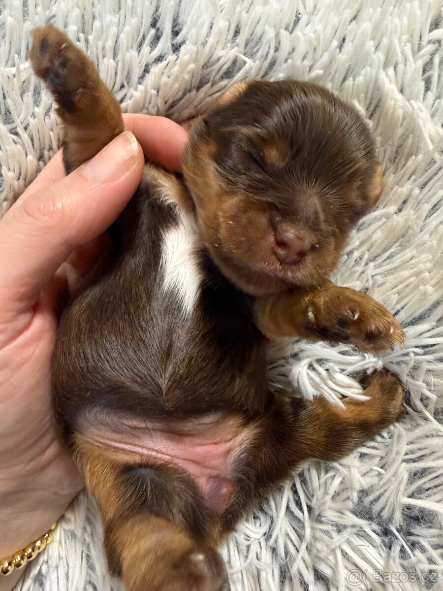 Jorkšírsky teriér s PP fenka Choco tan - čokoláda s pálením - 2