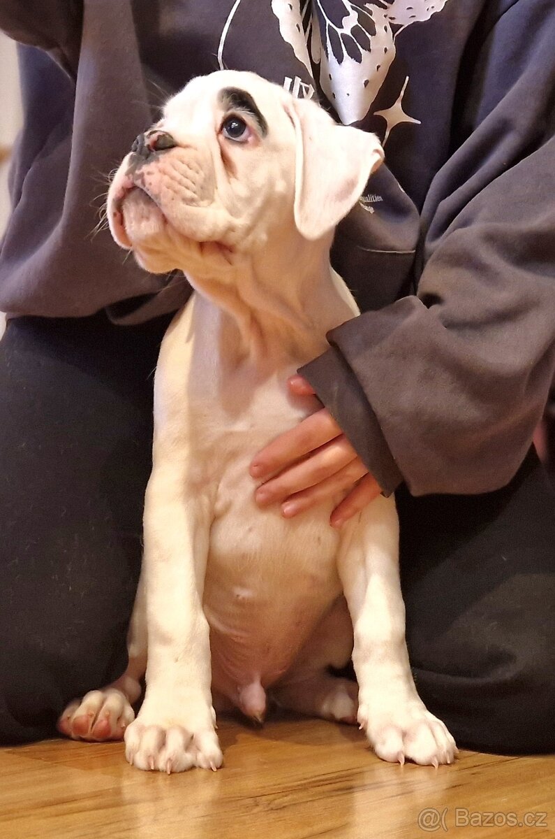 Nemecky boxer s pp - psík - 2