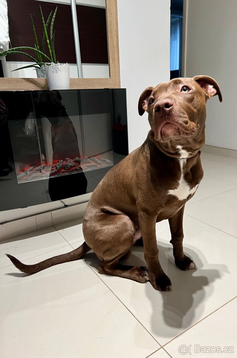 americký stafordšírský teriér - 2