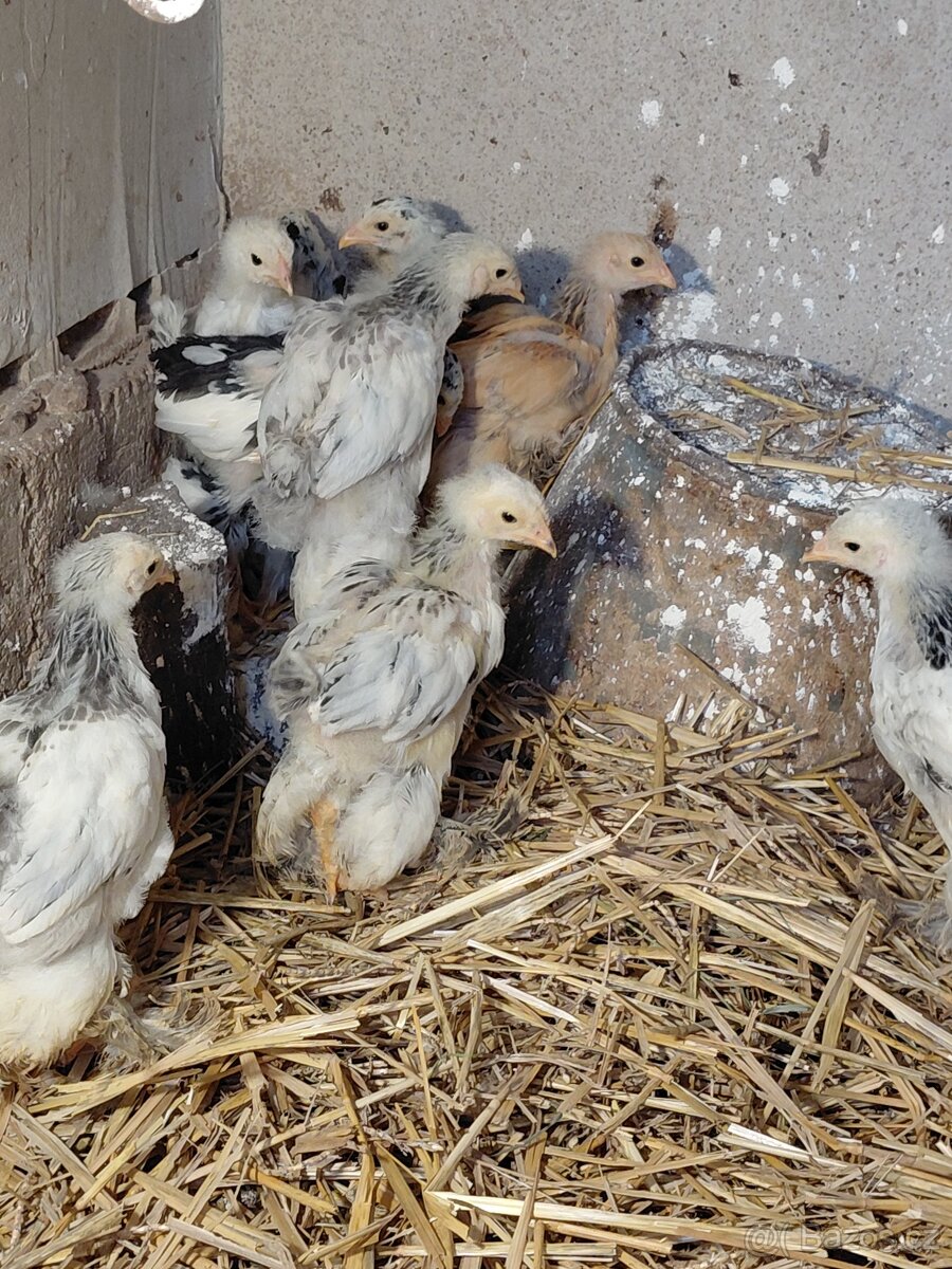 Kurata brahmanka velka - 2