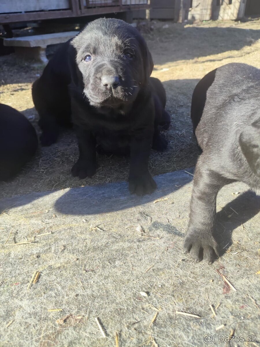 Labrador retrívr - 2