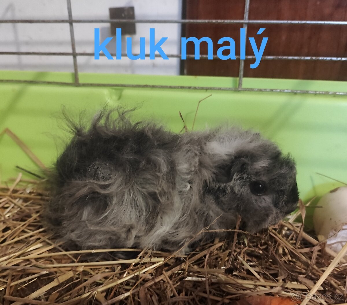 morče, morčátko - 2