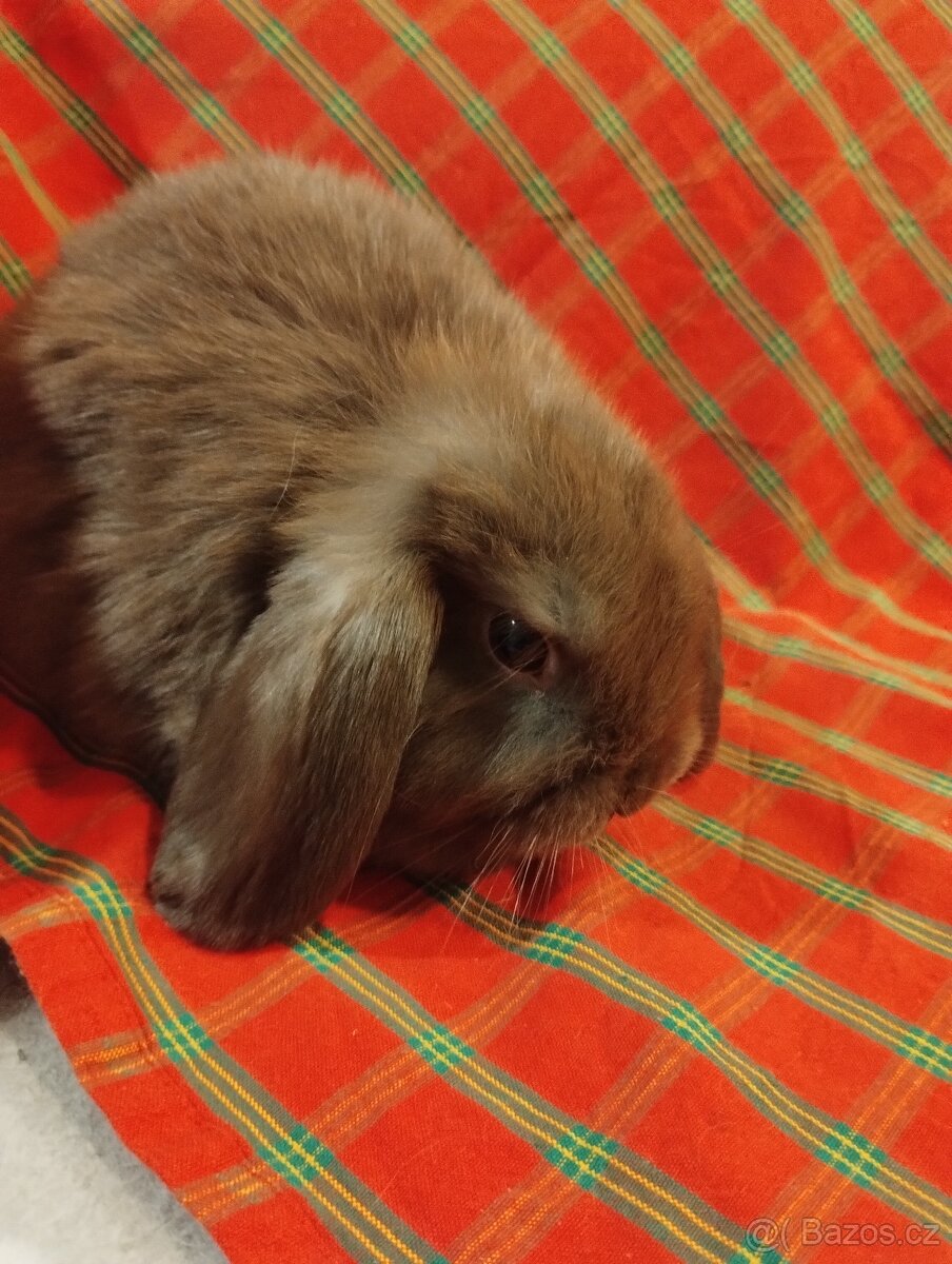 Nabízím samečka minilopa - 2