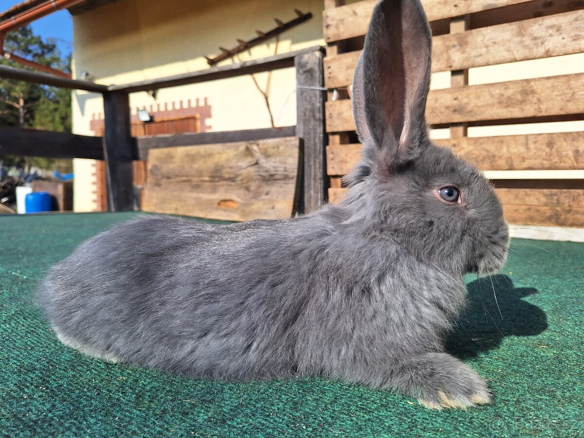 Moravský Modrý - 2