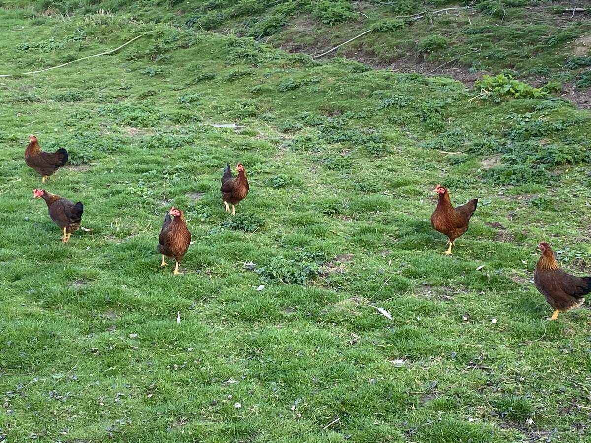 Násadová vejce-Hempšíra,Velsumka, - 2
