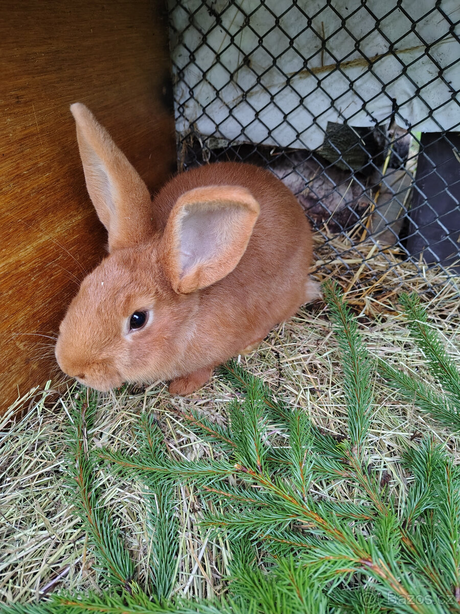 Králík - samec - 2