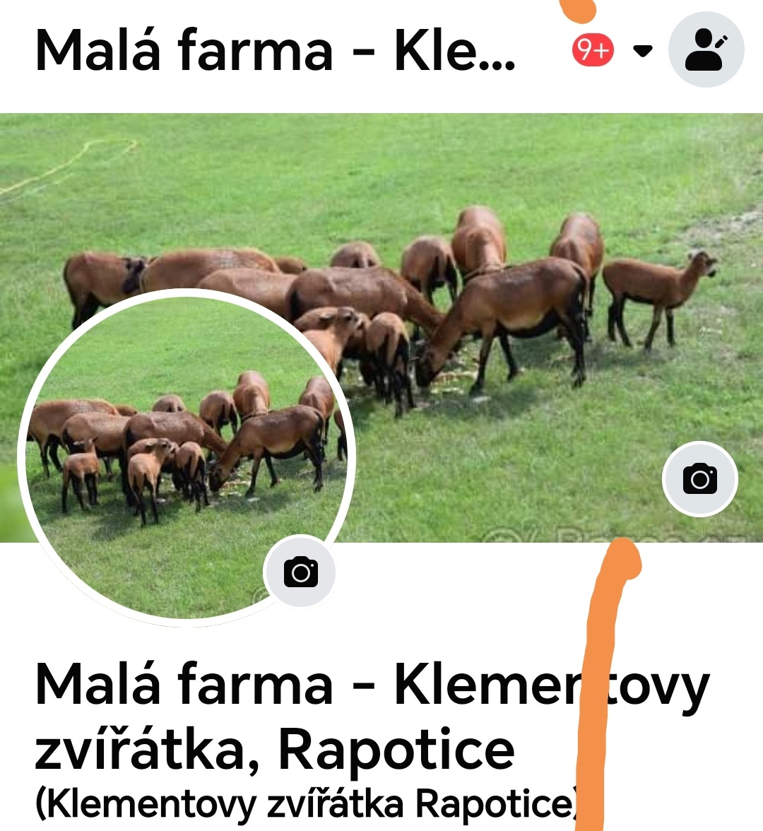 Kamerunské Ovce - 2