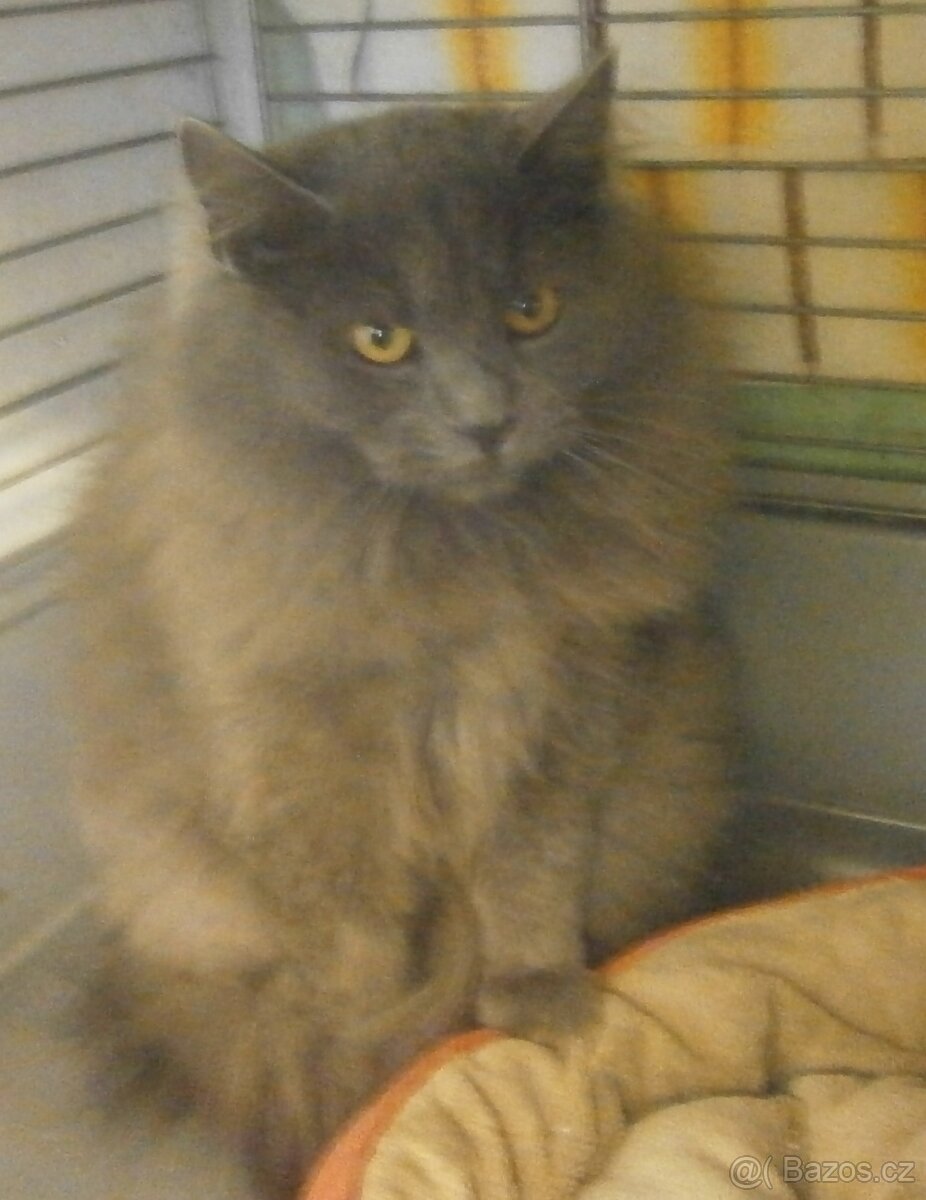 Hodný, klidnější, šedý dlouhosrstý 8měsíční Alex - 2
