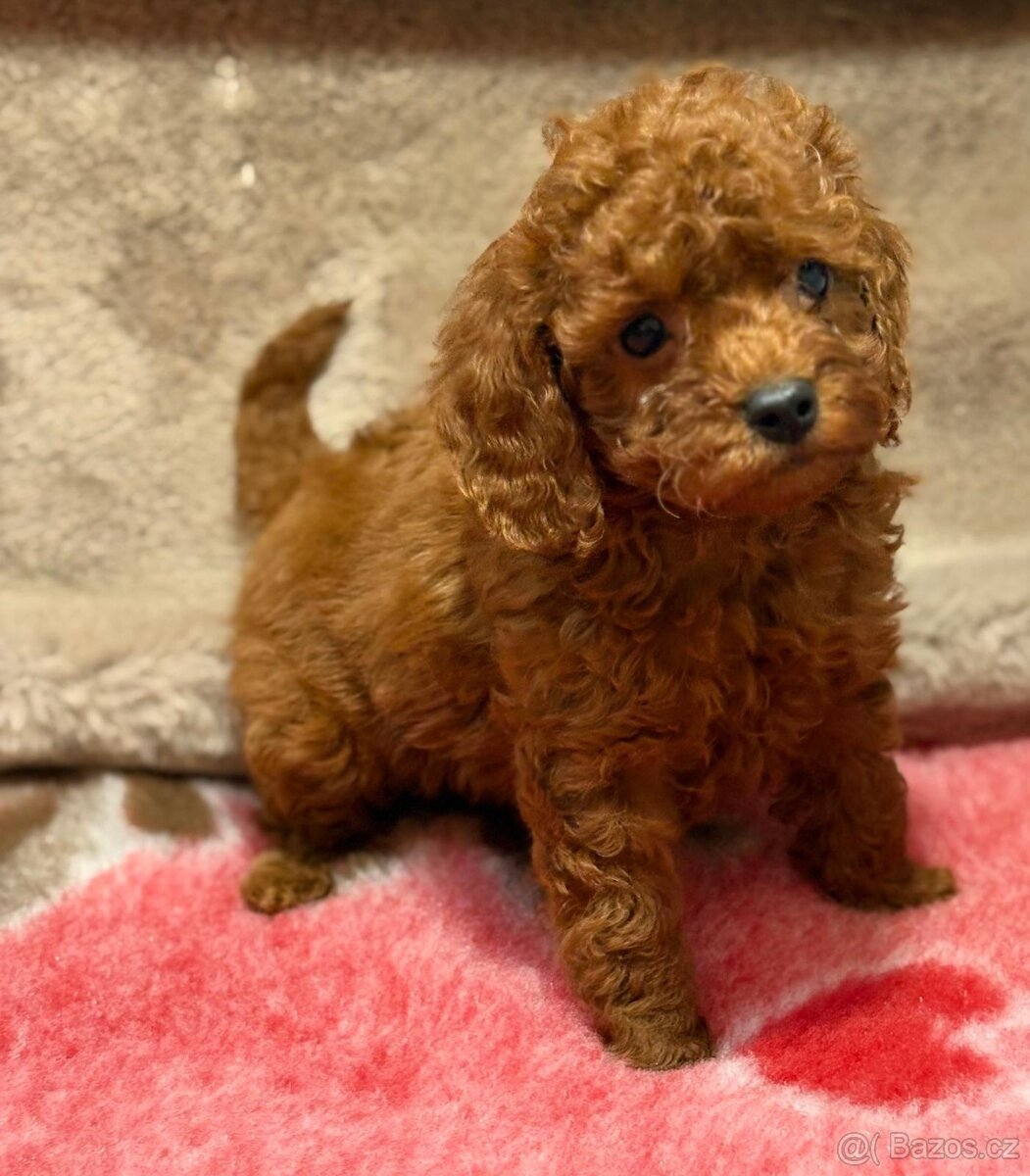 Cavapoo - 2