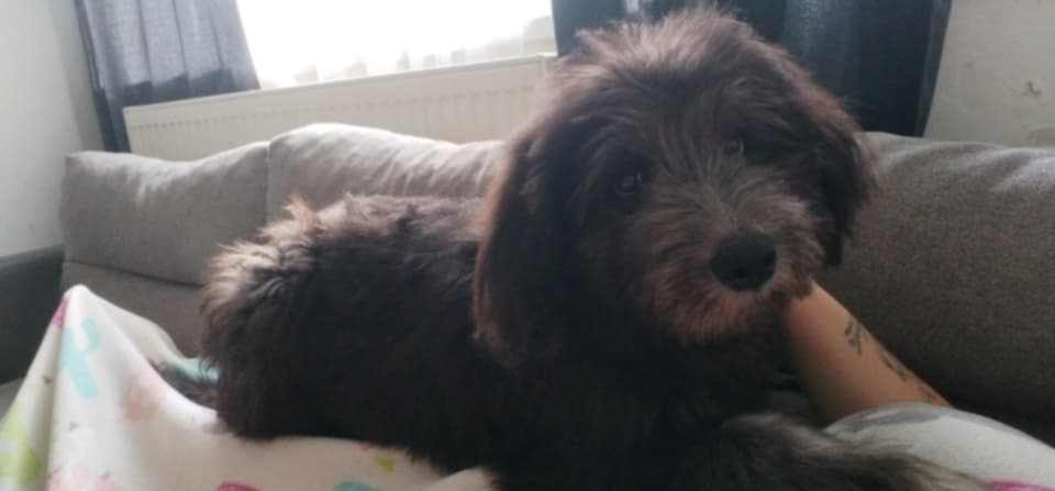 Daruji křížence Vlkodava - 2