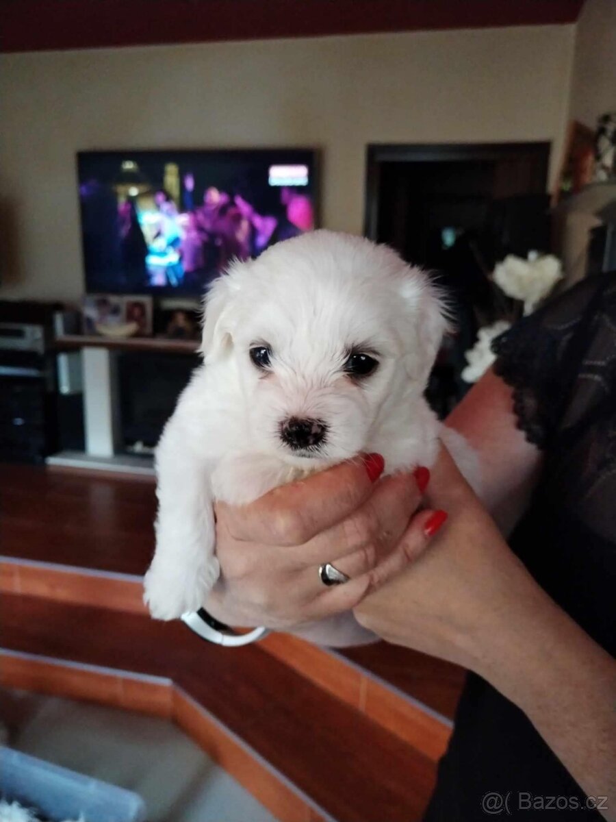 Prodám štěňátko maltezacka - 2