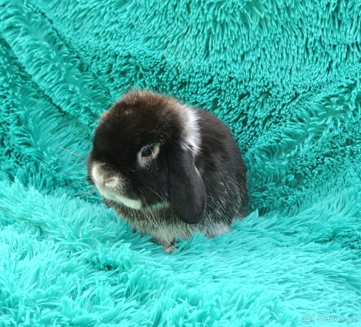 minilop - sameček - 2