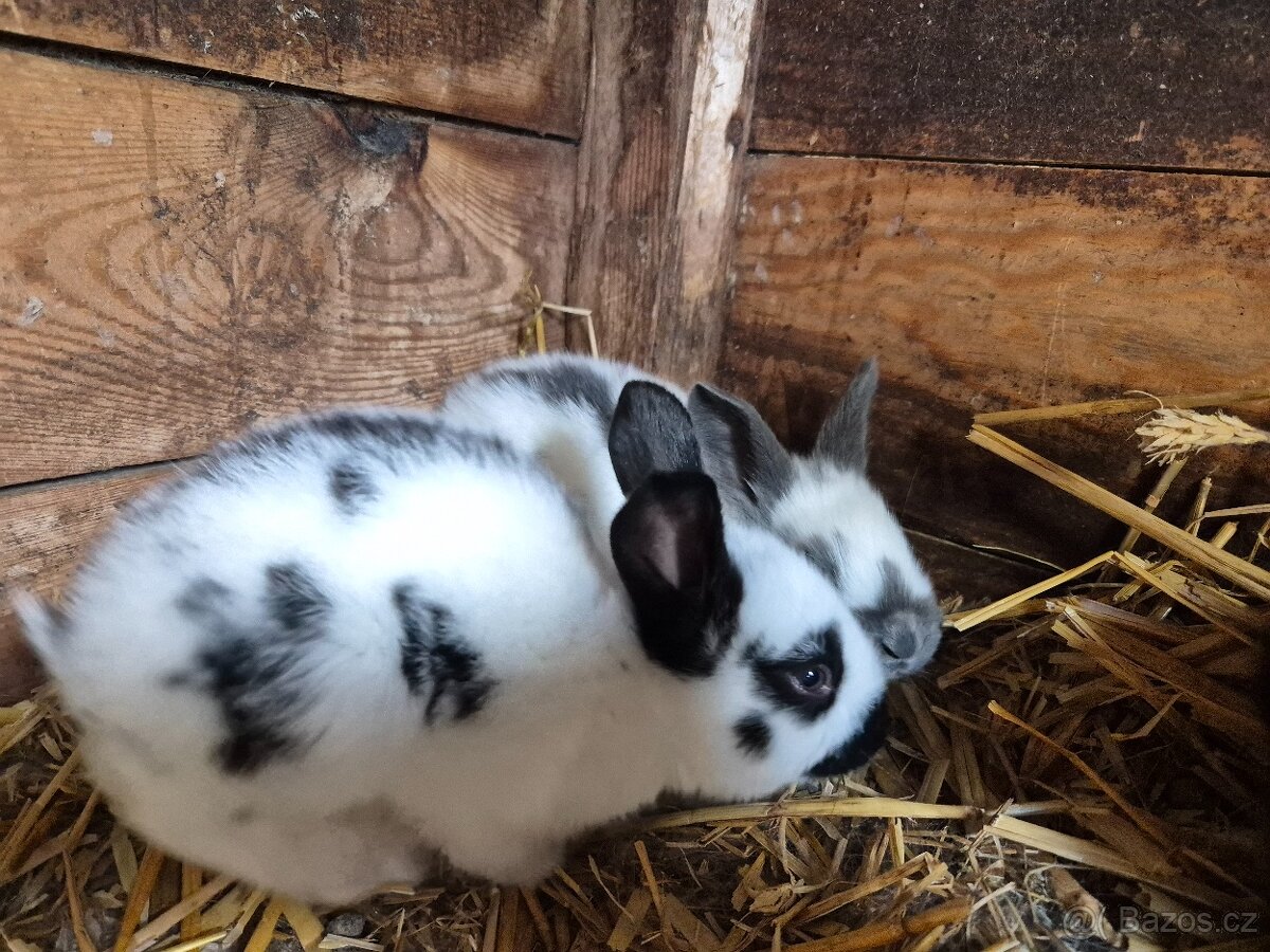 Králík do chovu /na maso - 2