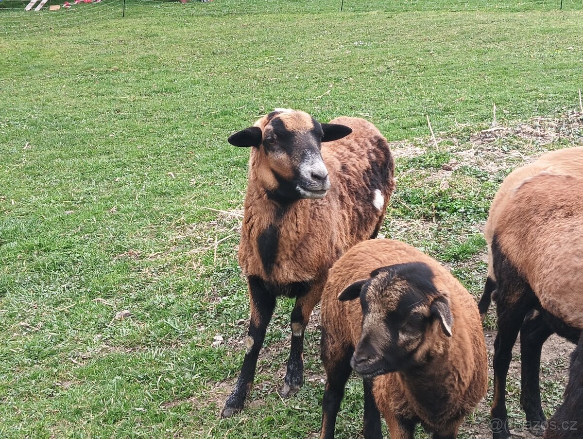 Kamerunská ovce výměna za beránka. - 2