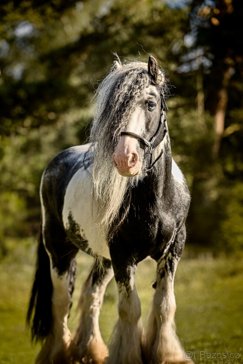 Irský cob připouštění - 2