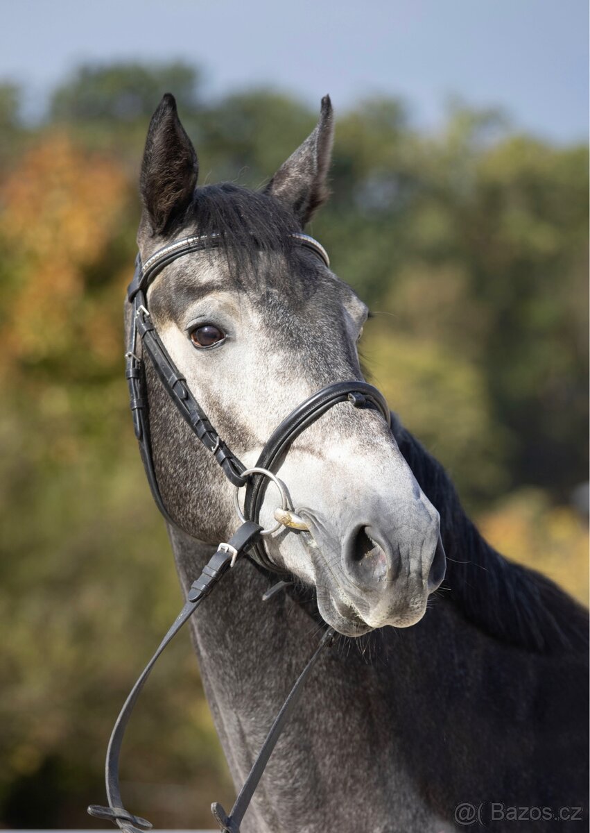 PRODÁME VÍCE MLADÝCH KONÍ - 2