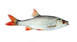 Nástražní rybičky - 2