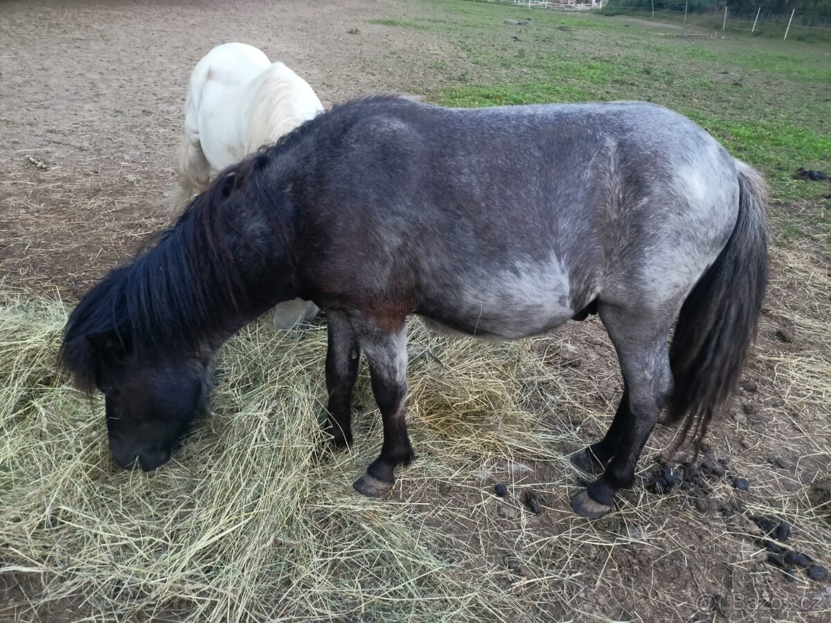 Prodám Shetlandskeho poníka s pp - 2