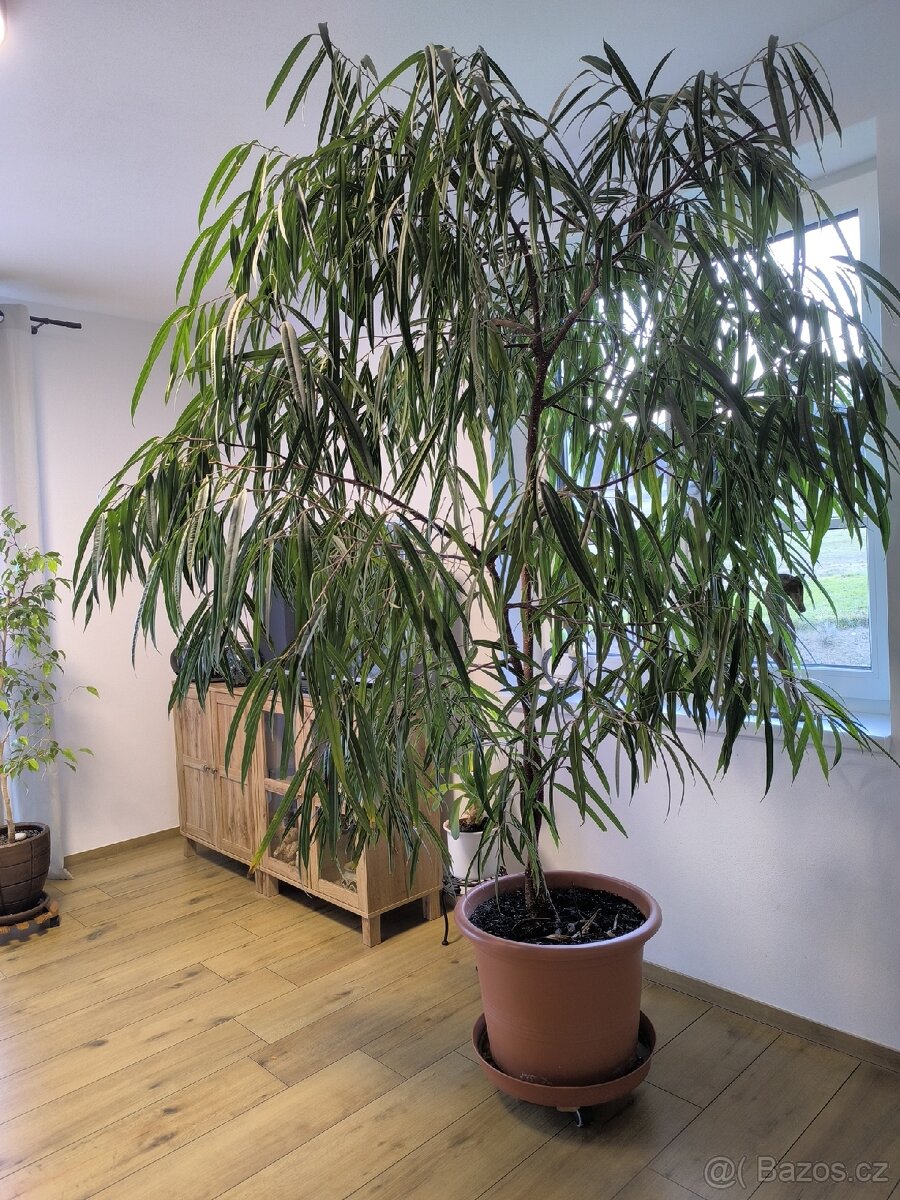 Fíkus úzkolistý - 2