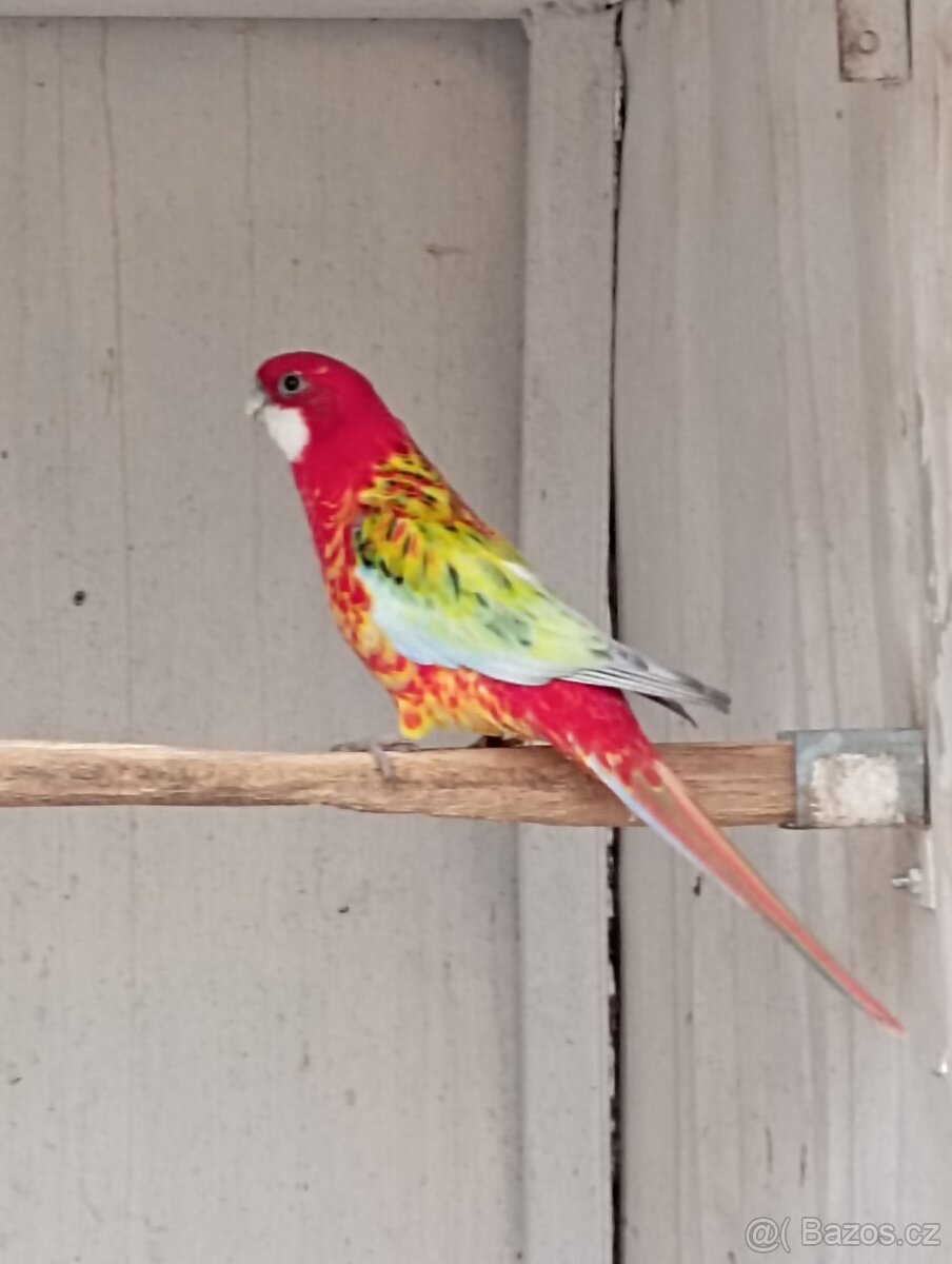 Rosela pestrá černá, modrá zlatá - 2