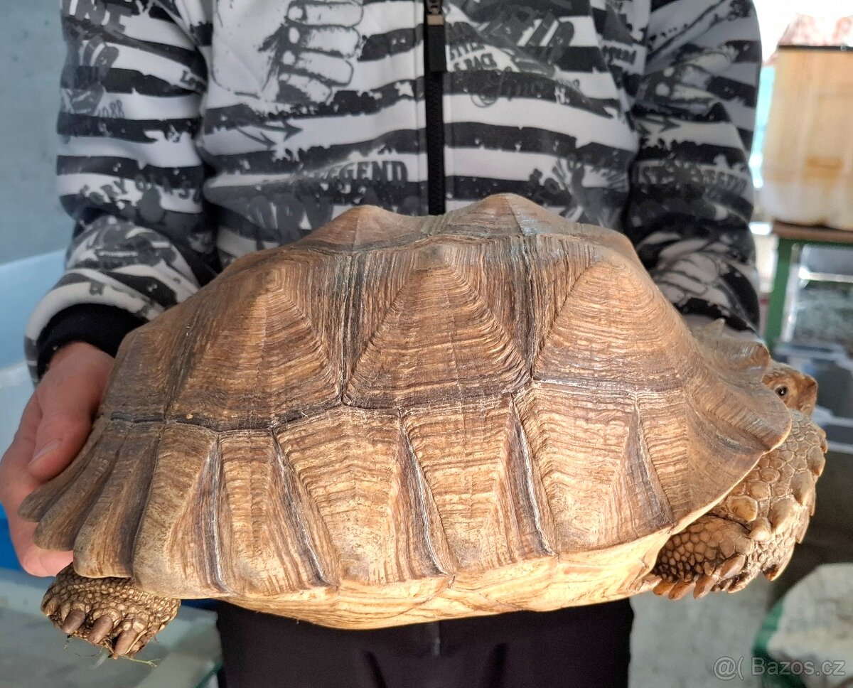 Želva ostruhatá (Centrochelys sulcata) chovný pár. - 2