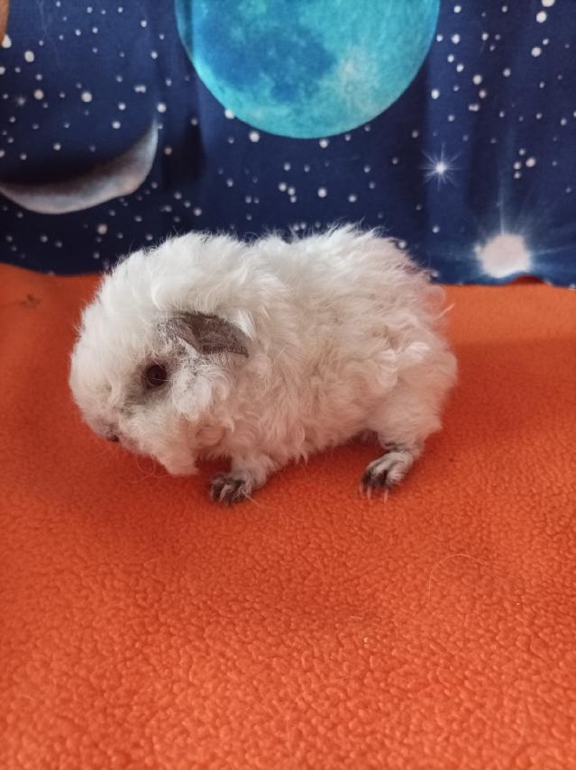 Morče,morčata Peruánec-Lunkarya z registrované Chs - 2