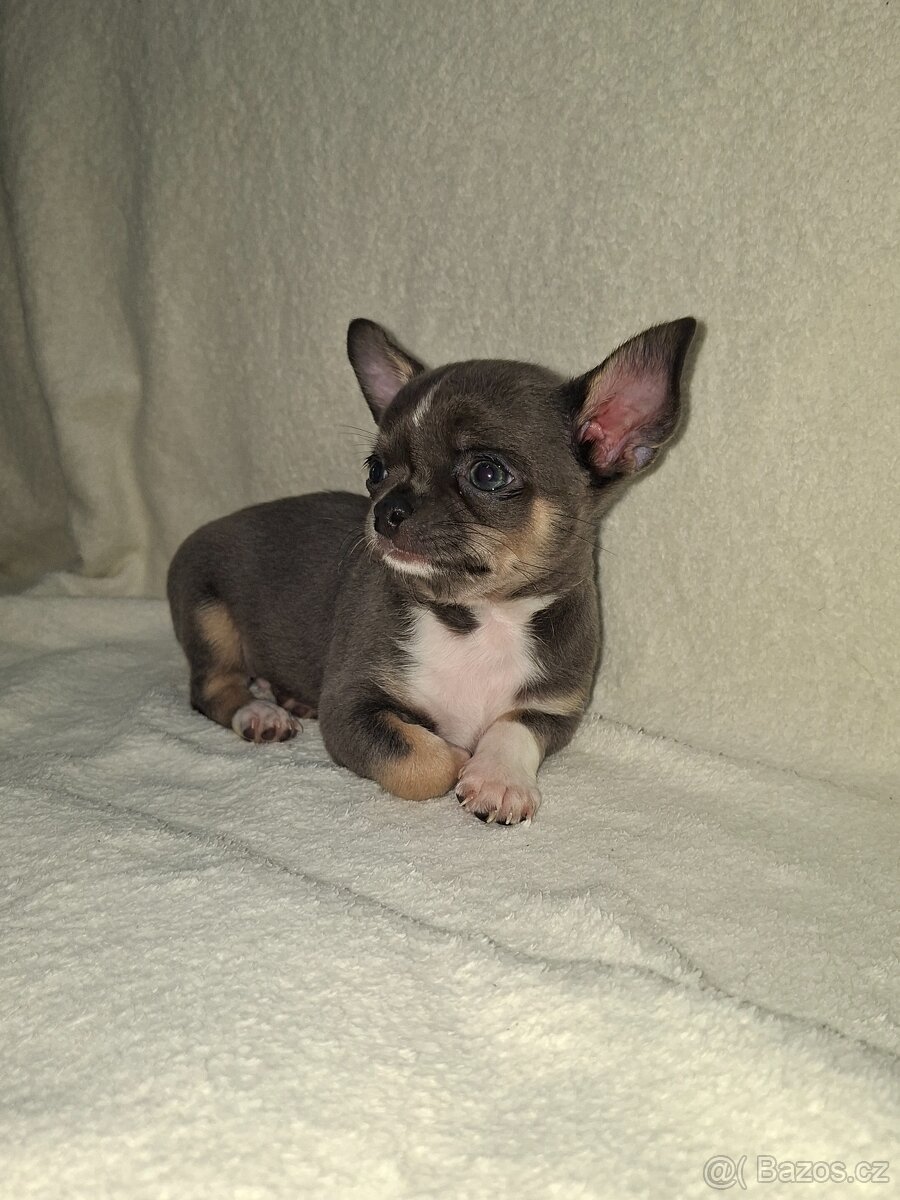 Čivavka krátkosrstá - 2