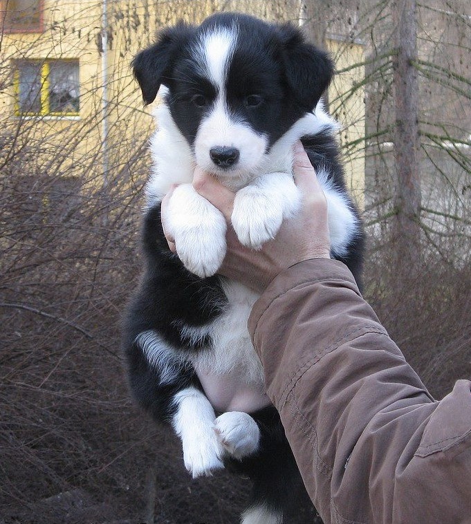 Štěňata border kolie s PP - již k odběru - 2