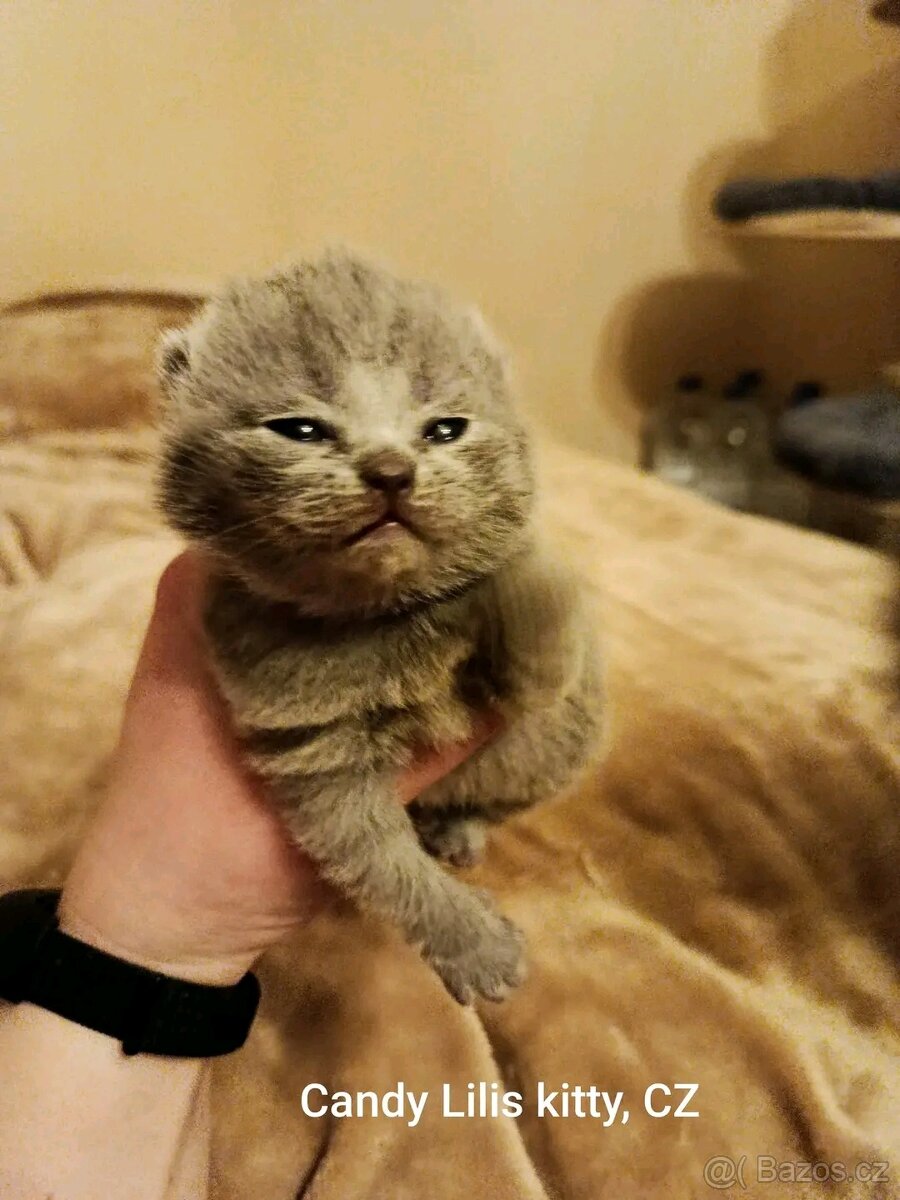 Britska modrá krátkosrstá koťátka - 2