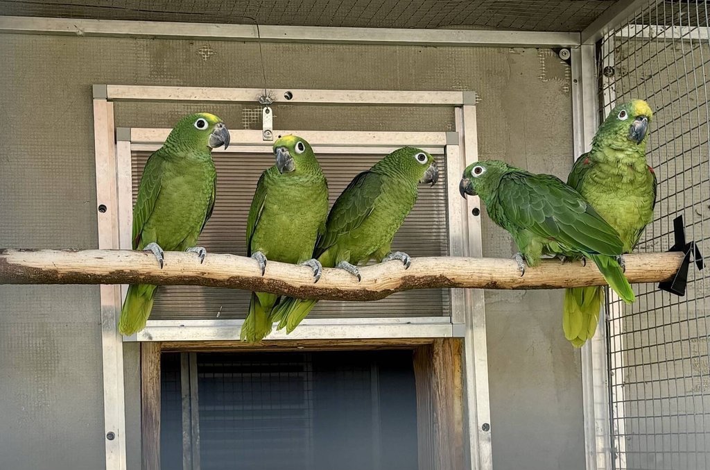 Amazoňan žlutohlavý surinamský - 2