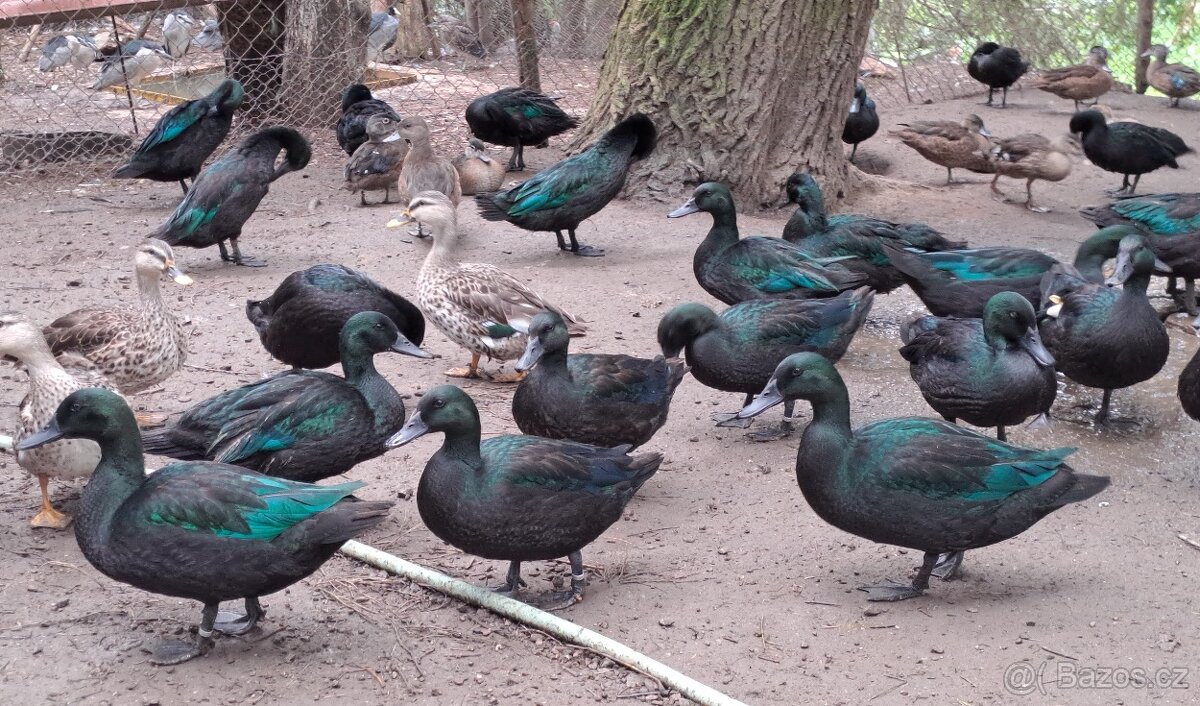 Kachna smaragdová - 2