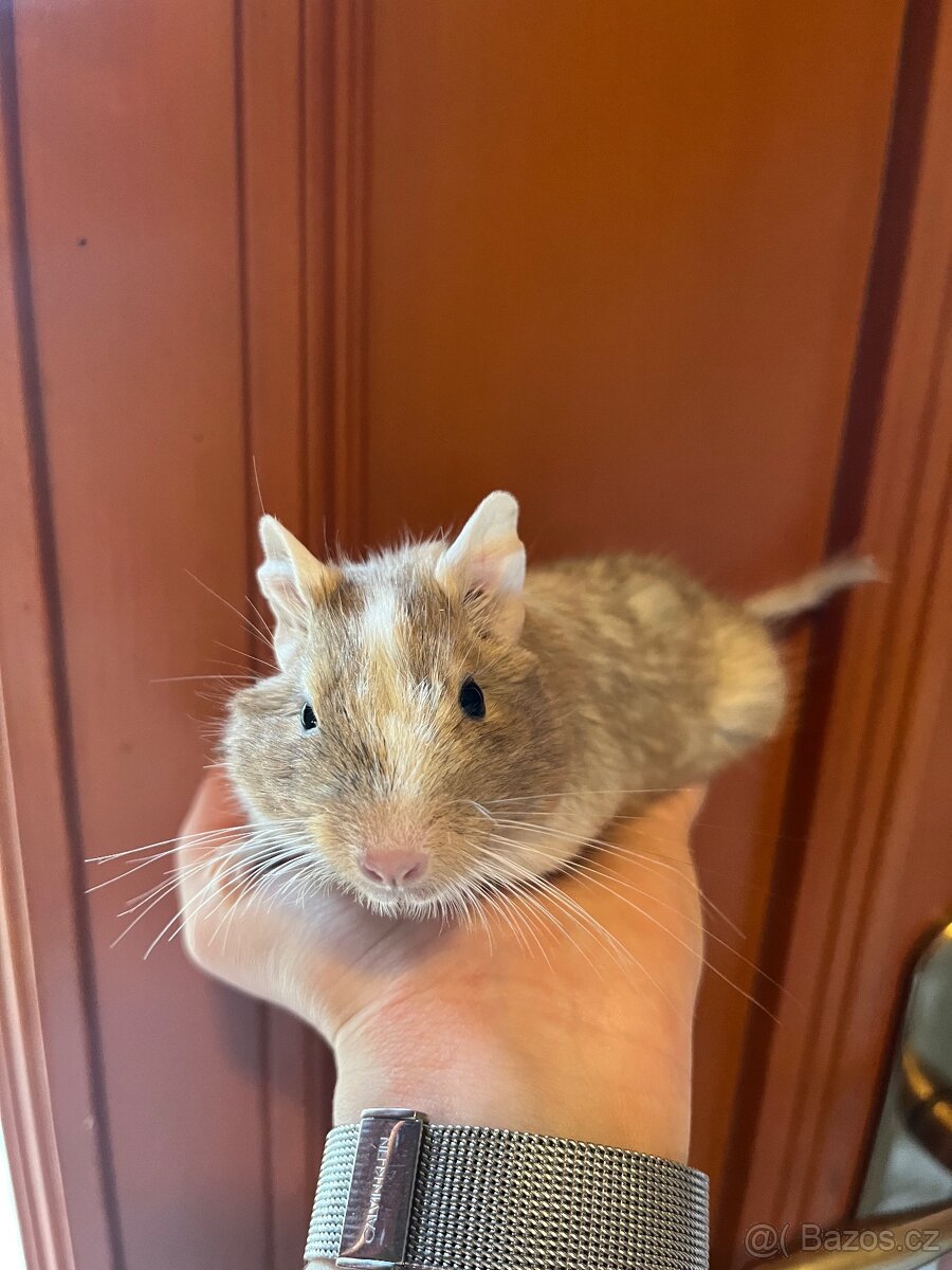 Osmak degu samička - 2