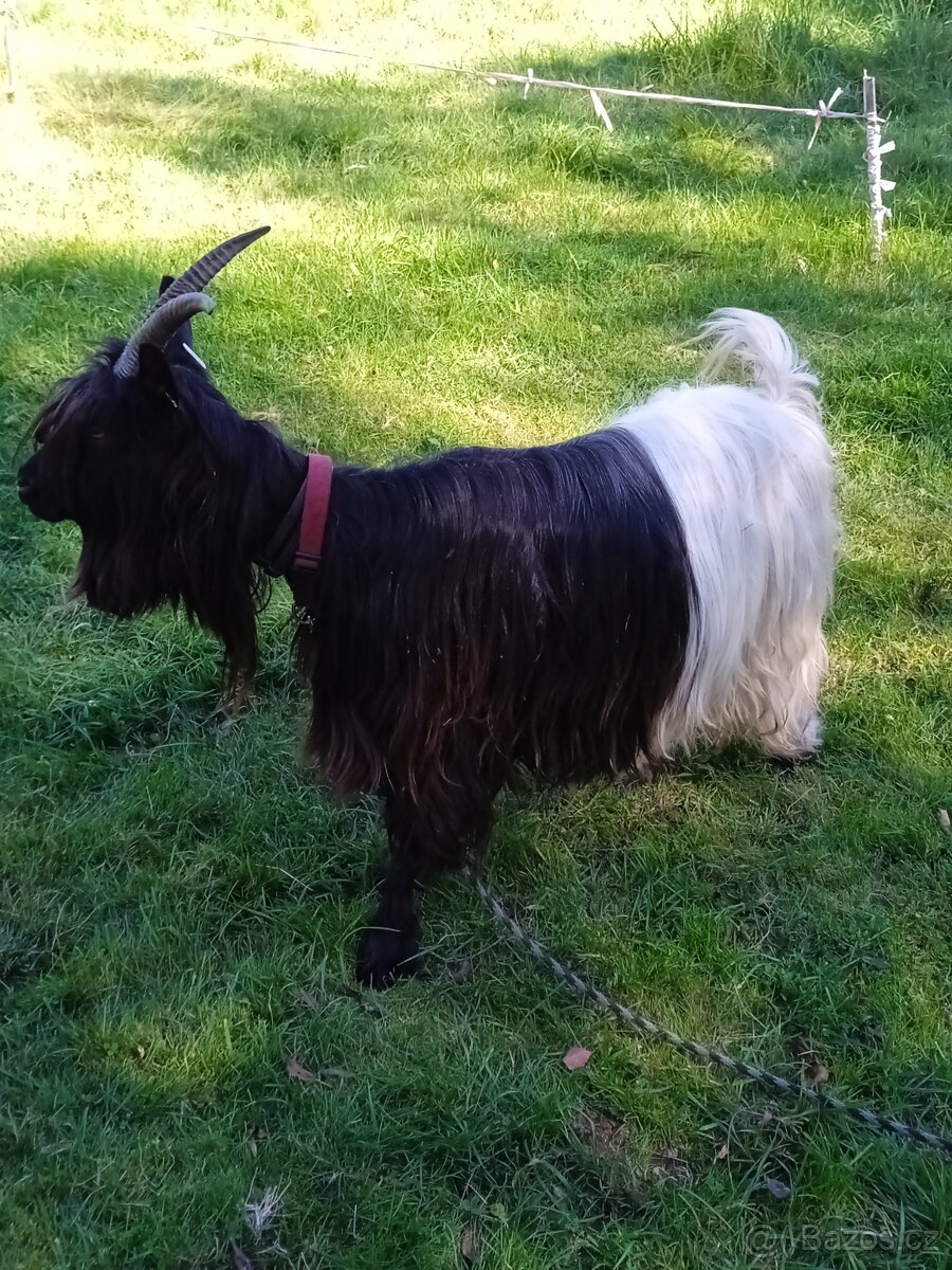 Walliserská koza - 2