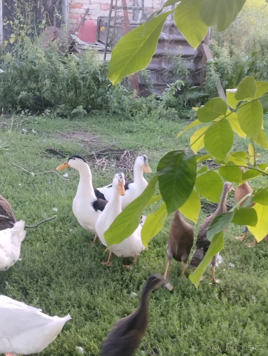 Kachny, kachny a kachny - 2