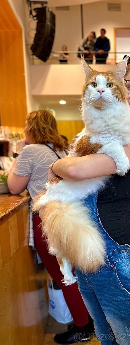 Mainská mývalí krytí - kocour s PP - 2