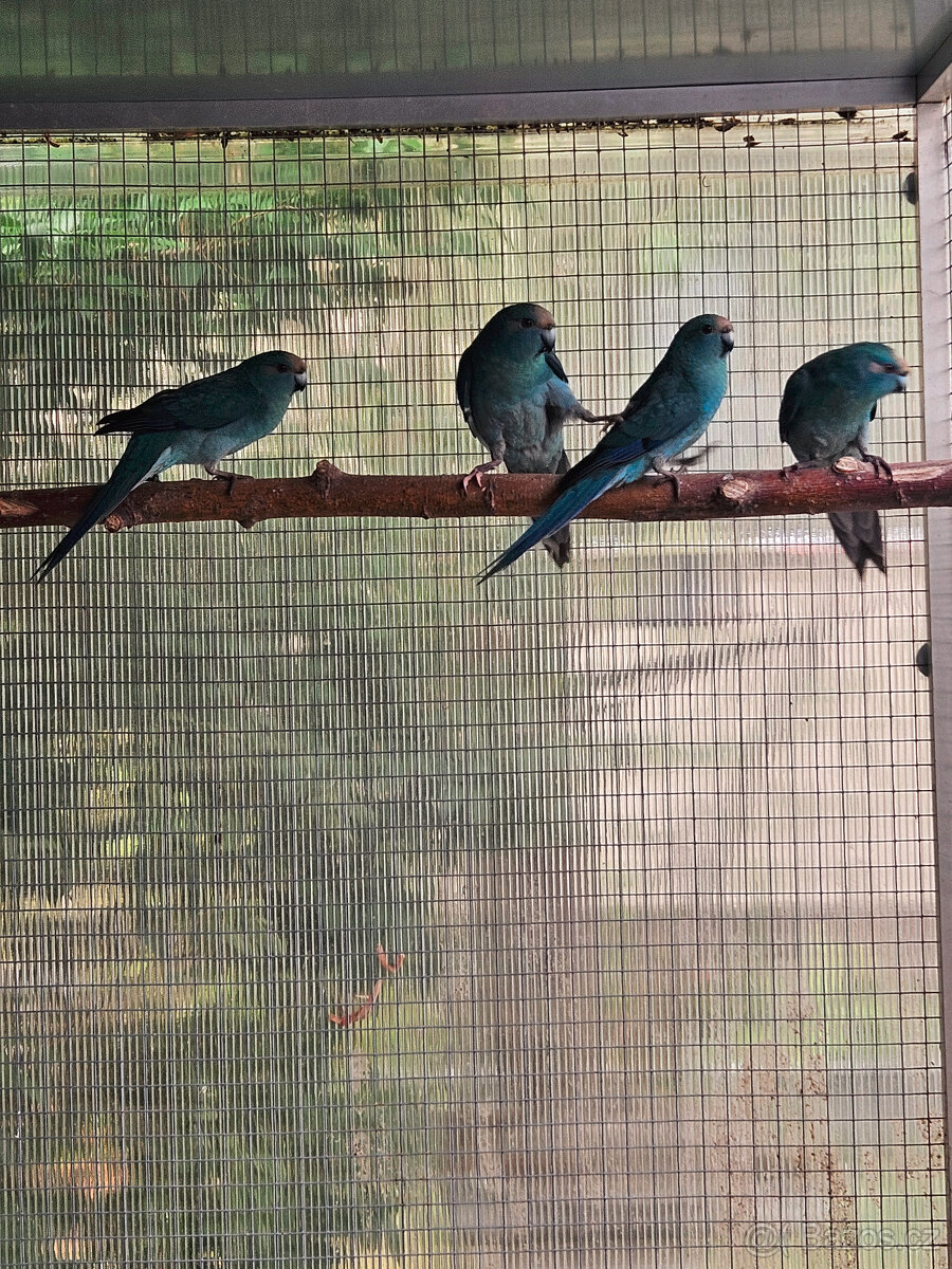 PRODÁM KAKARIKI RUDOČELÉ-MODRÁ/ MOD. STRAKA - 2