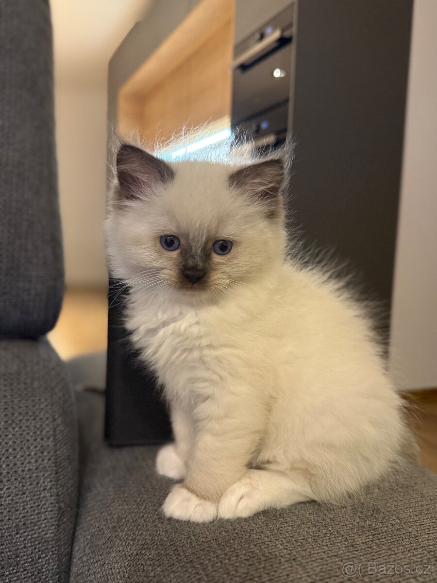 Ragdoll koťátka - 2