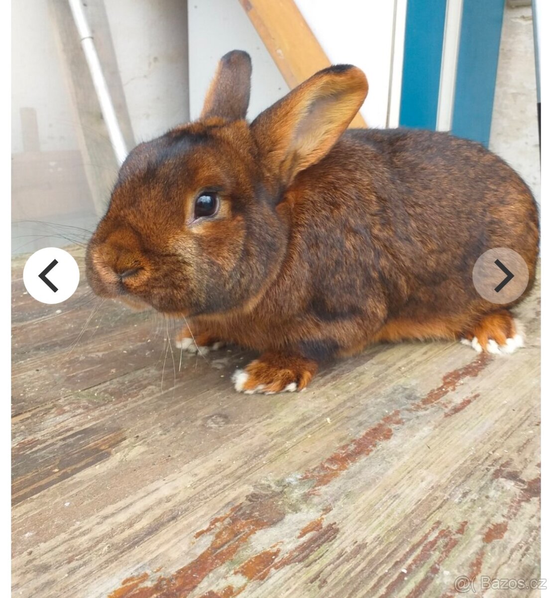 Králík - 2