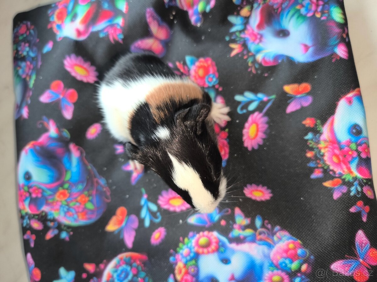 Morčeci miminka - 2