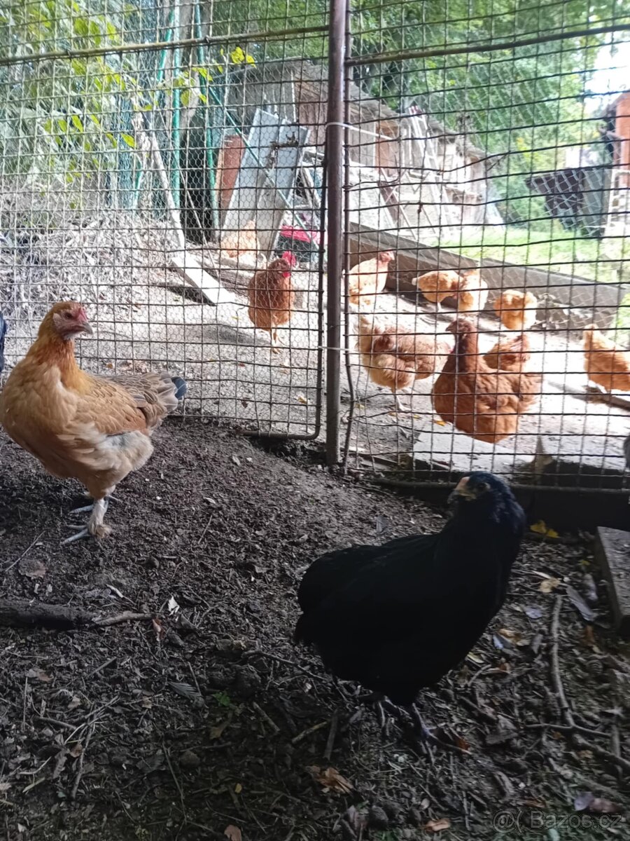 Prodám slepičky hybridy - 2