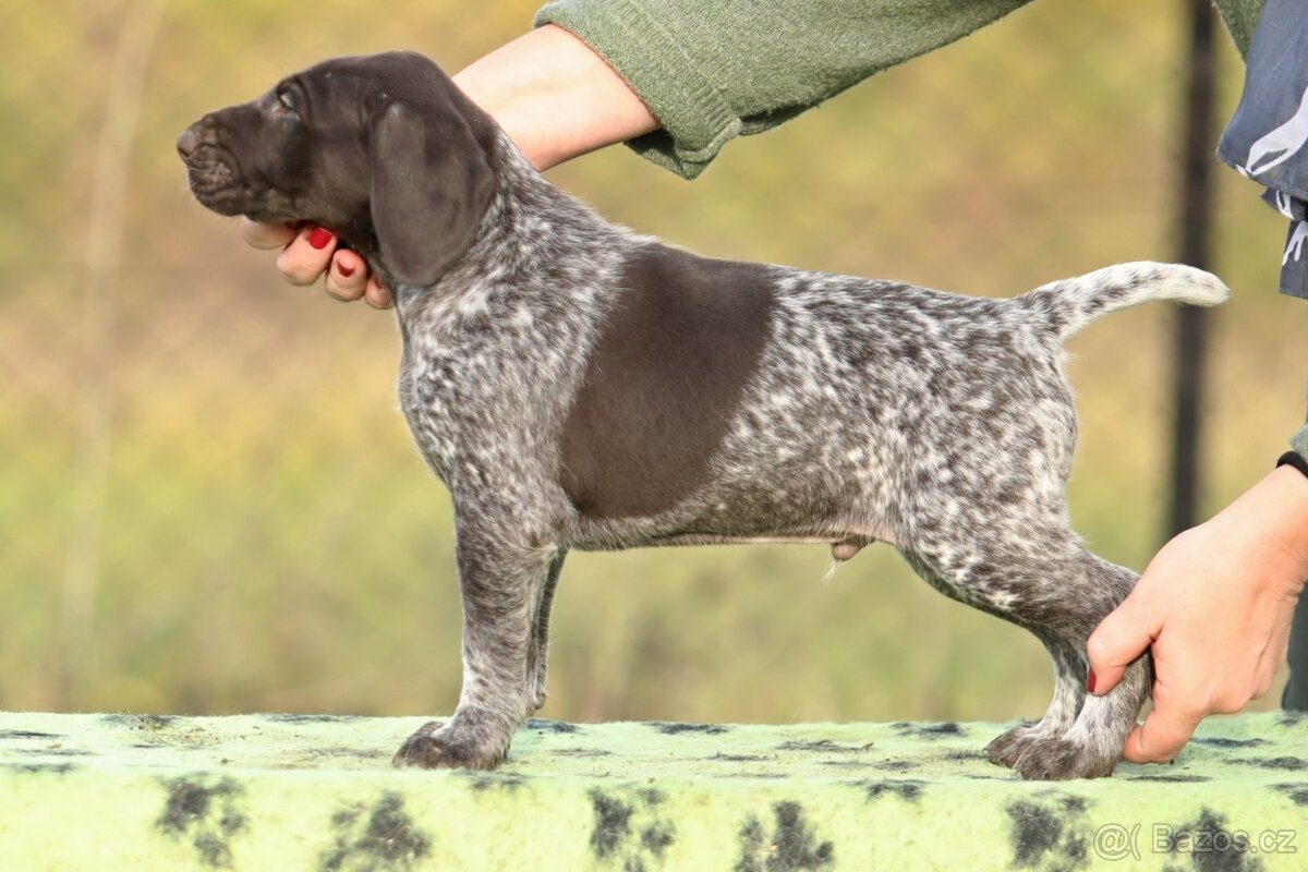 Německý krátkosrstý ohař - 2