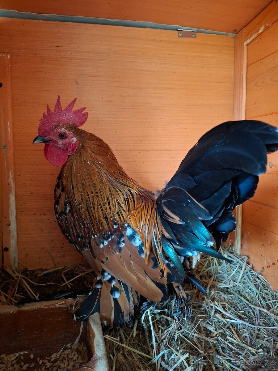 Prodám letošní kohouty zakrslé rousné porcelánové - 2