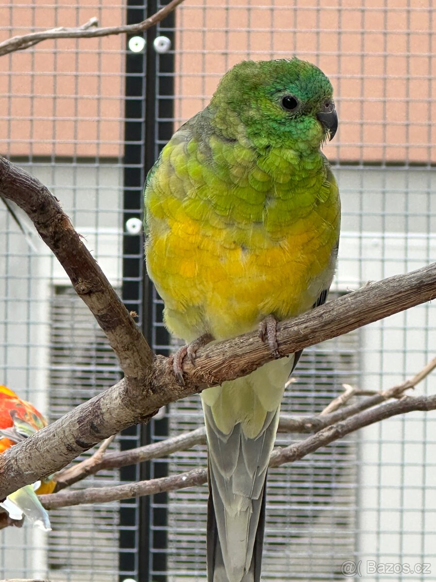 Papoušek zpěvavý - 2