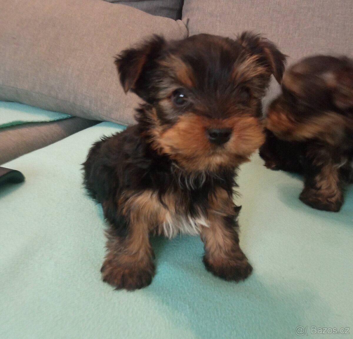 Yorkshirský /Jorkšírský teriér - 2