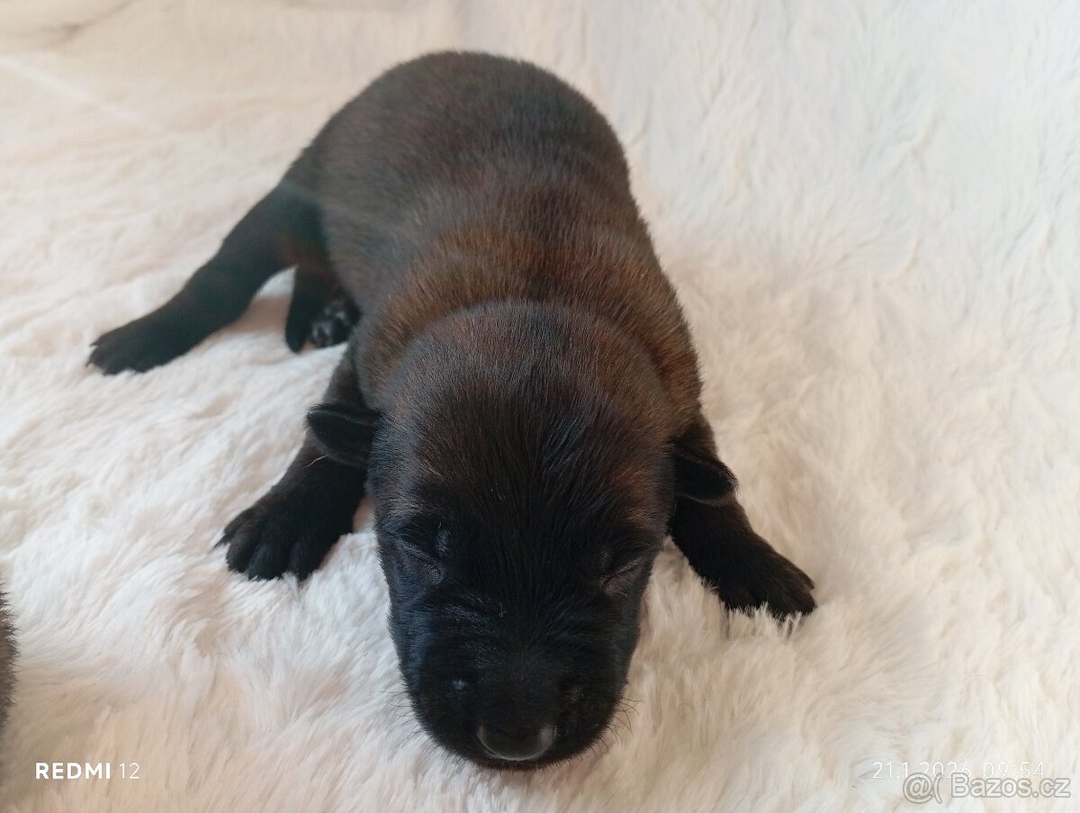 Belgický ovčák Malinois s PP - 2