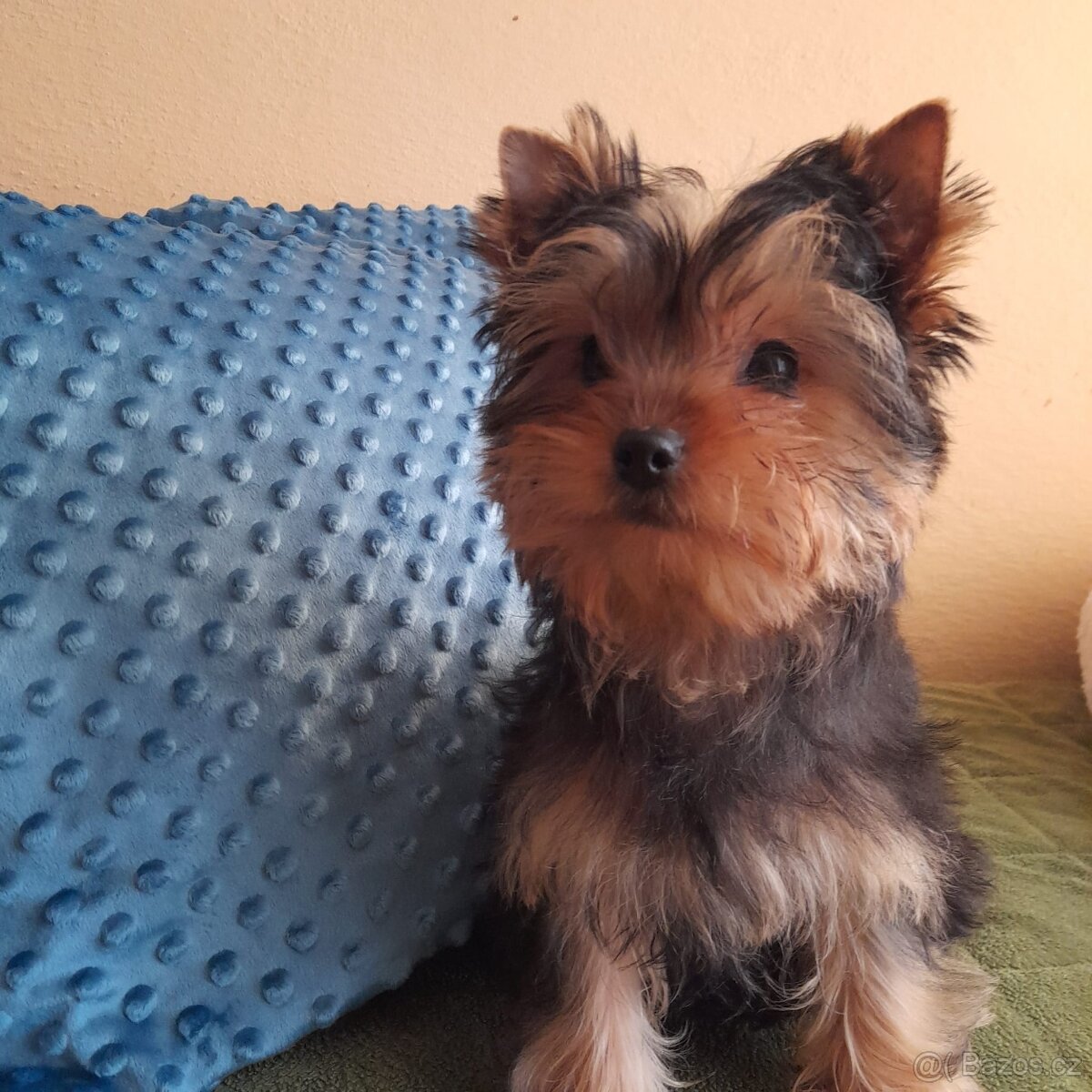 Jorkšírský teriér - 2