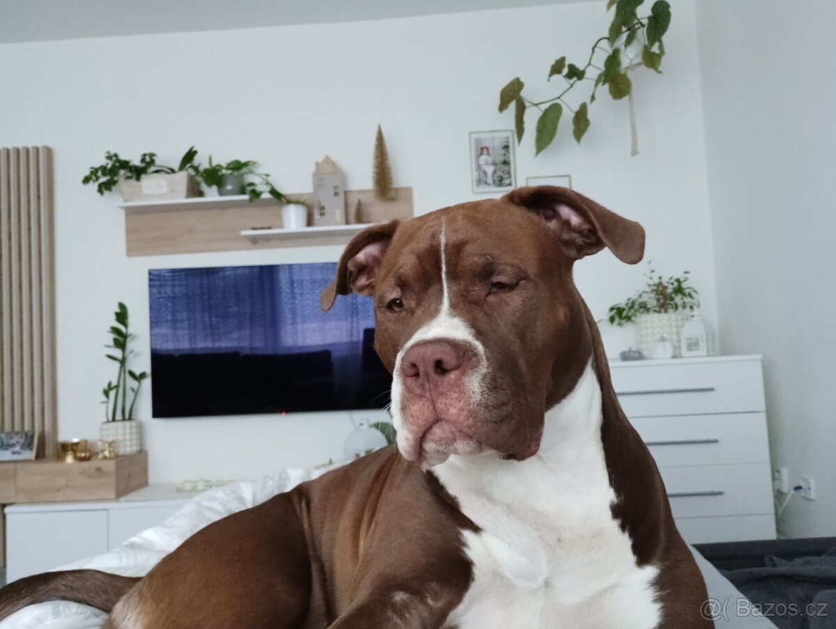 American Bully XL - 2