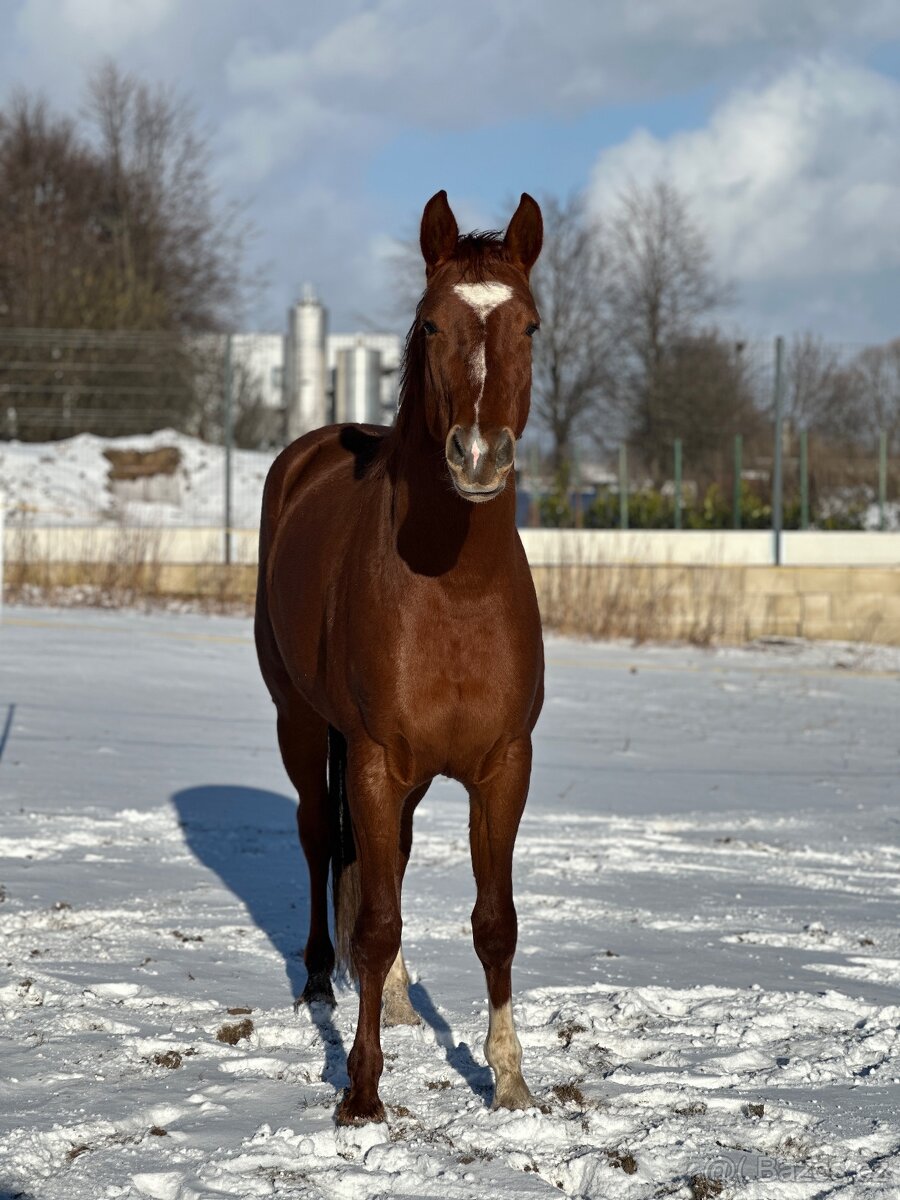 Oldenburg žrebec - 2