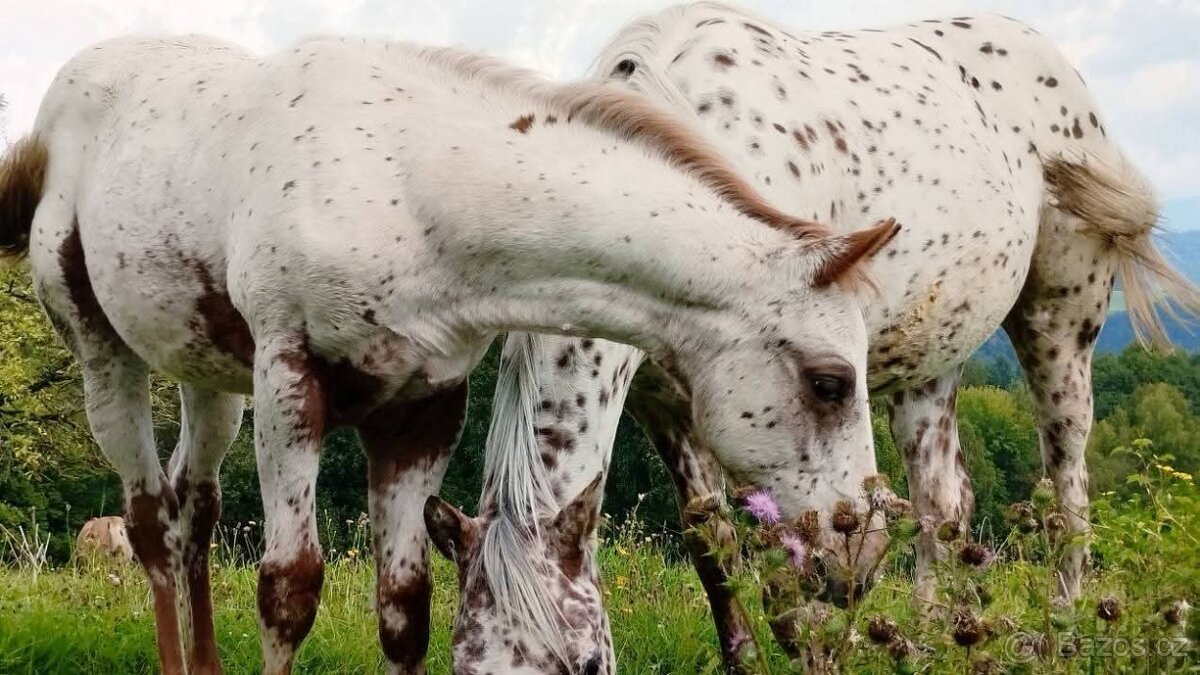 Krásná Appaloosa klisnička - 2