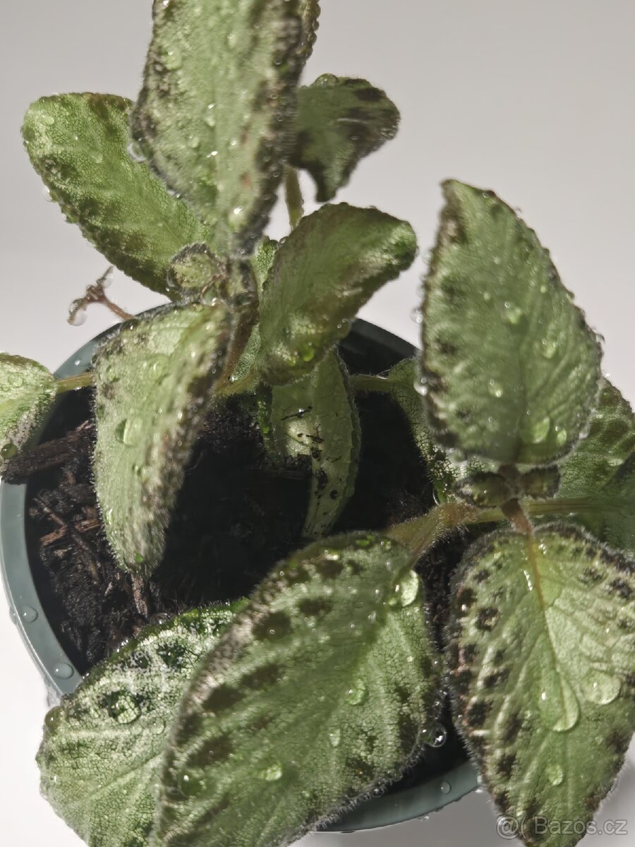 Episcia cupreata - 2
